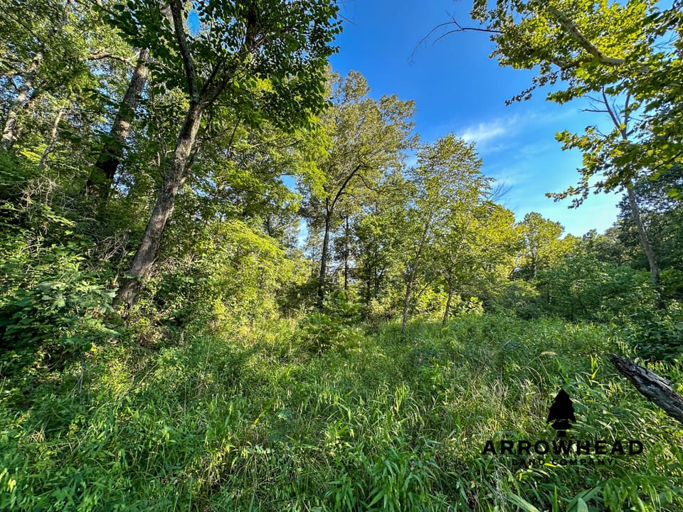 Timber Hunting with Elevated Topography
