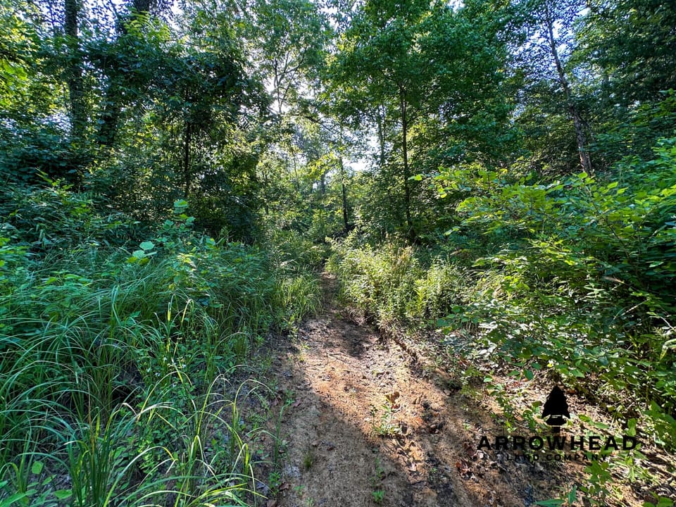 Timber Hunting with Elevated Topography