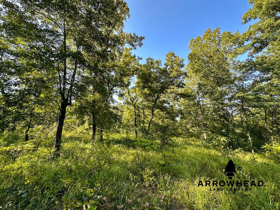 Timber Hunting with Elevated Topography