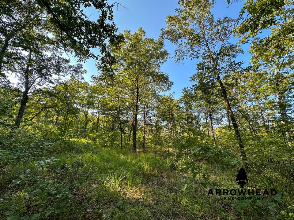 Timber Hunting with Elevated Topography