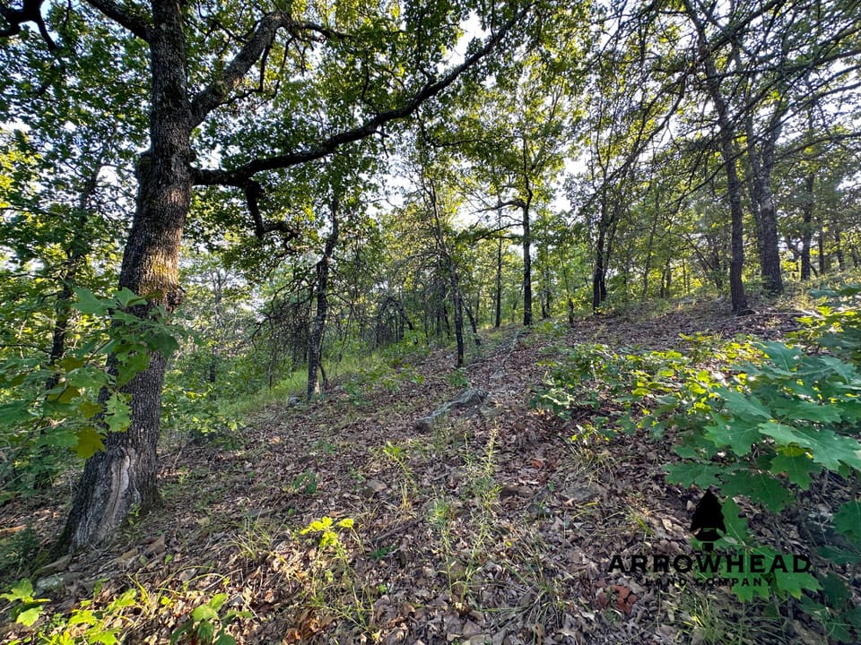 Timber Hunting with Elevated Topography