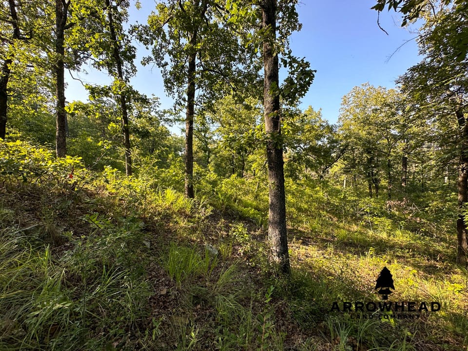 Timber Hunting with Elevated Topography