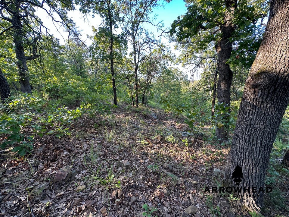 Timber Hunting with Elevated Topography