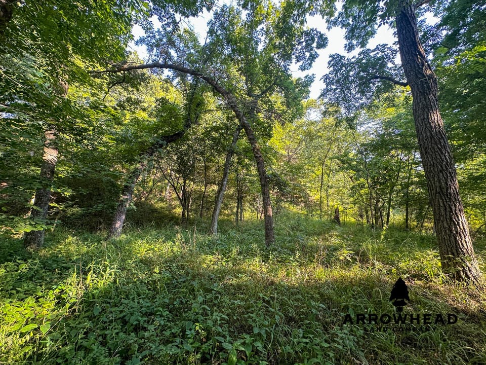 Timber Hunting with Elevated Topography