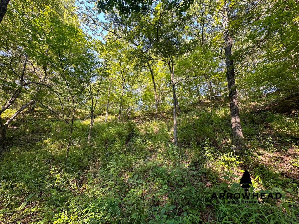 Timber Hunting with Elevated Topography