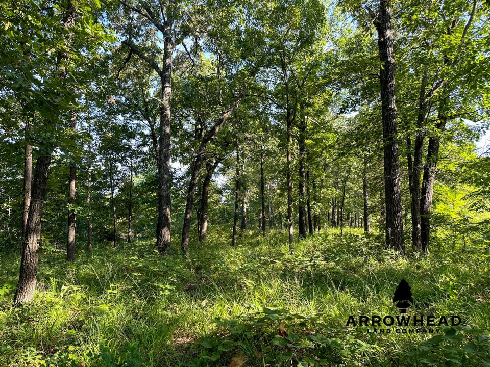 Timber Hunting with Elevated Topography