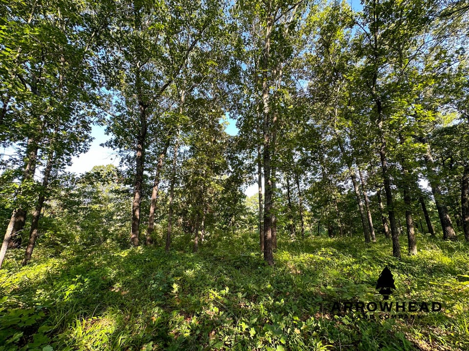 Timber Hunting with Elevated Topography