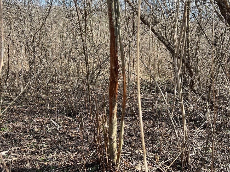 Blank Slate Acreage Along the Ohio River