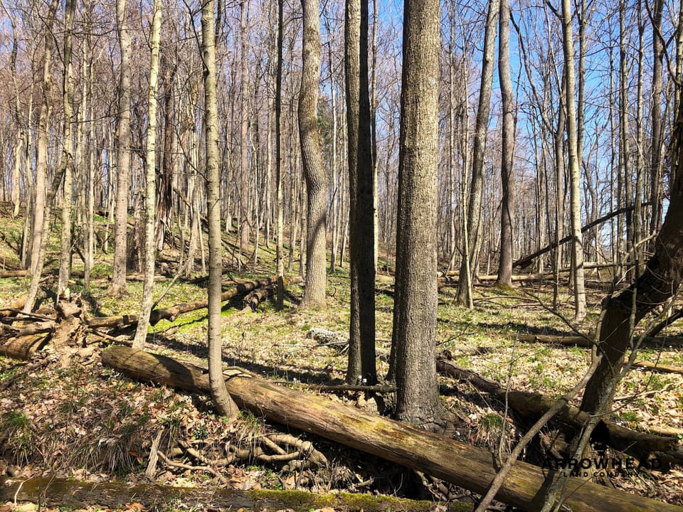 Wooded, Country-Living Build Site