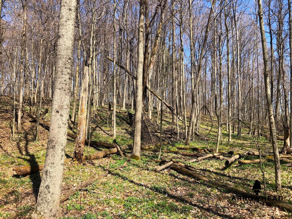Wooded, Country-Living Build Site