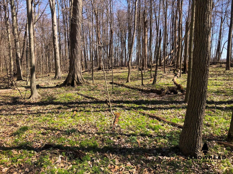 Wooded, Country-Living Build Site