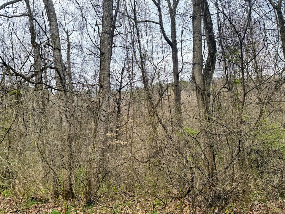 Beautiful Cabin and Hunting Land