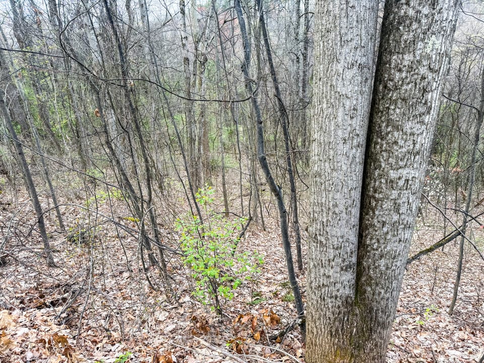 Beautiful Cabin and Hunting Land