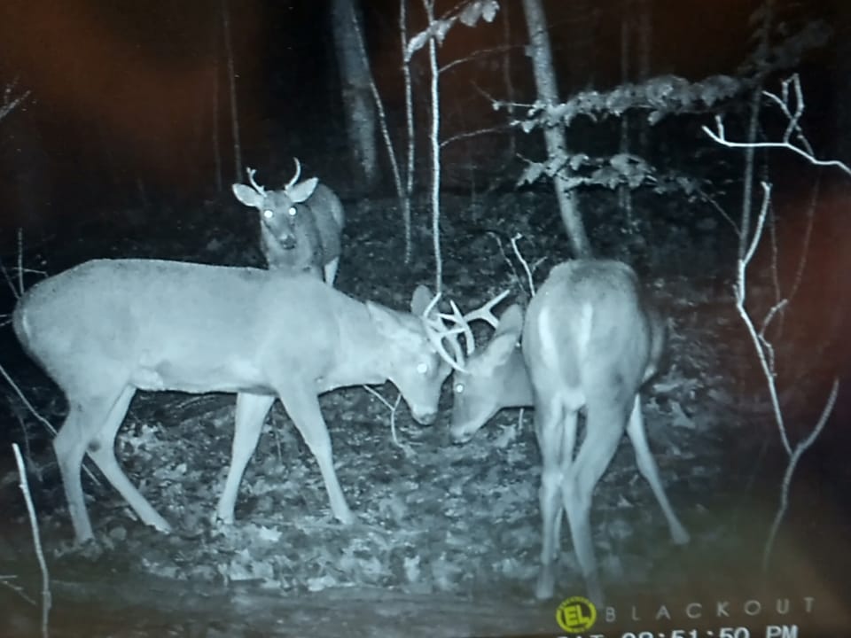 Beautiful Cabin and Hunting Land