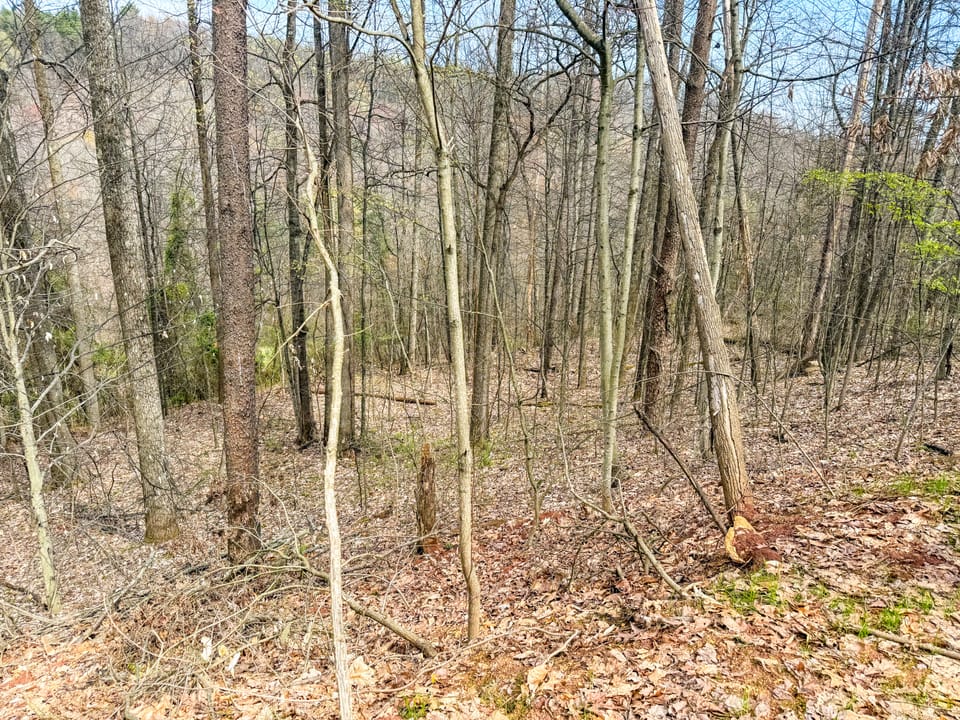 Beautiful Cabin and Hunting Land
