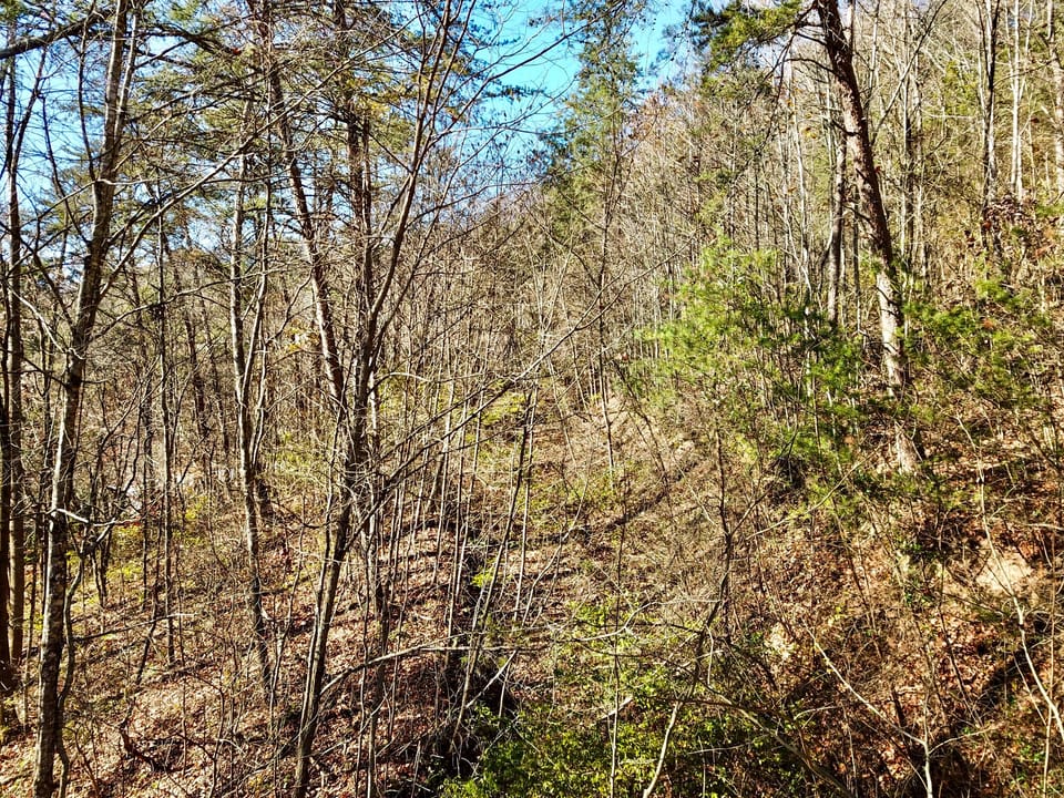 Damewood Hollow Property