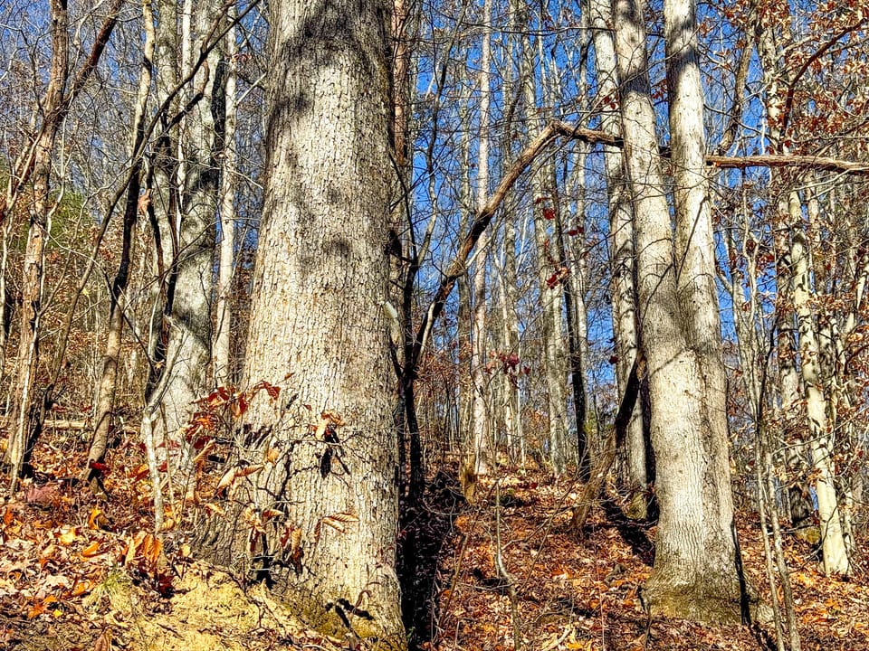 Damewood Hollow Property