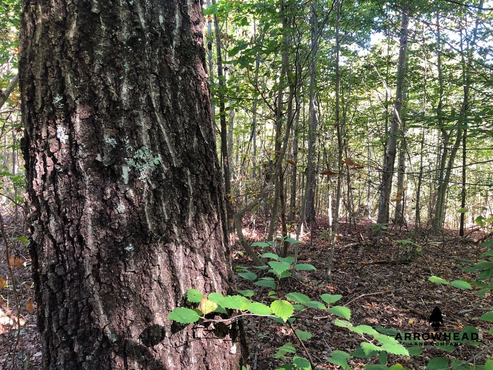 Blake Hollow Ridge