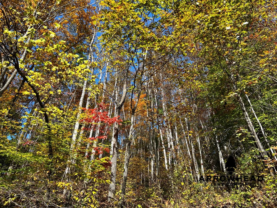 Mountain Cabin Property