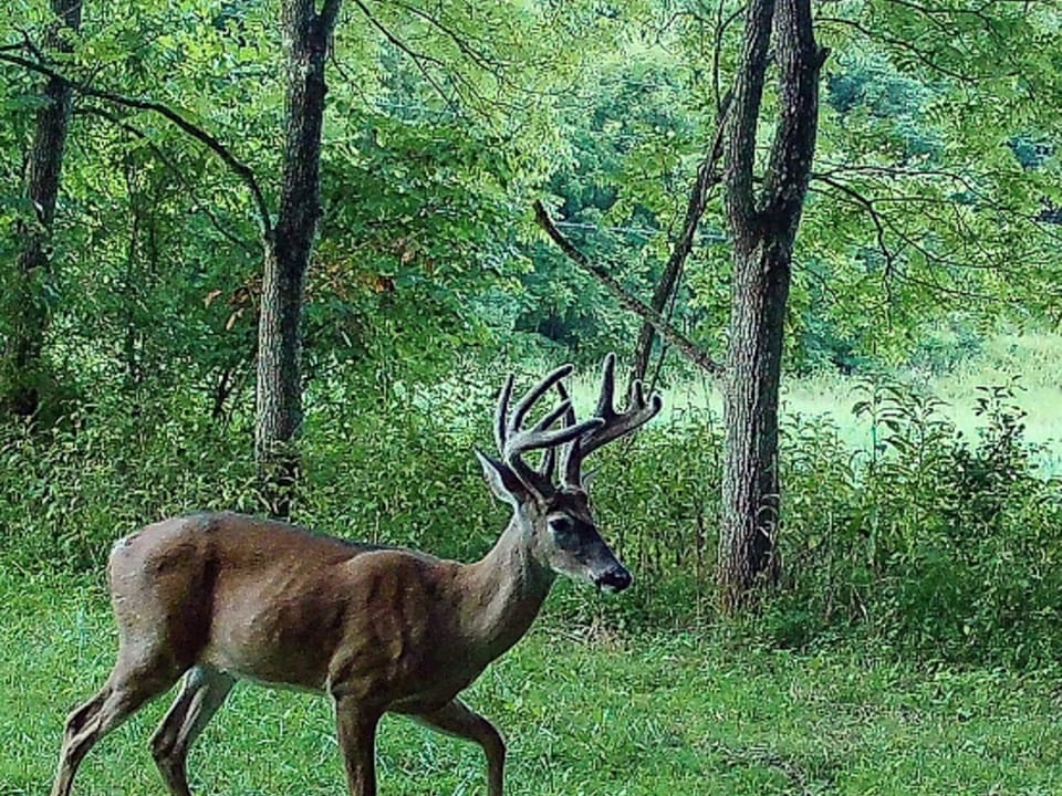 Turn-Key Hunting Farm