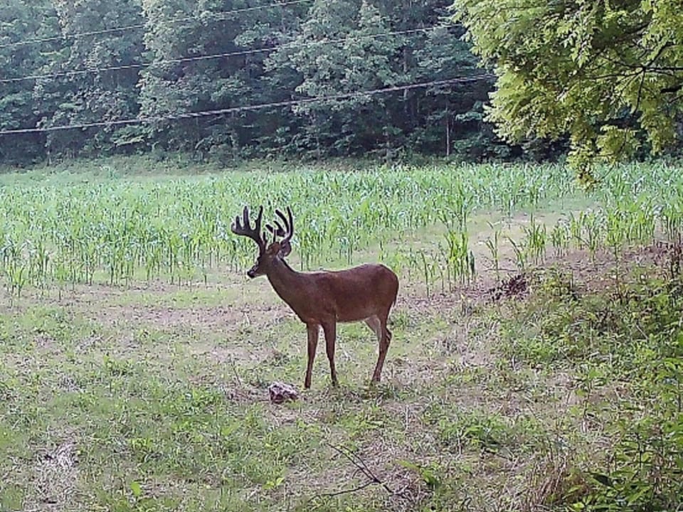 Turn-Key Hunting Farm