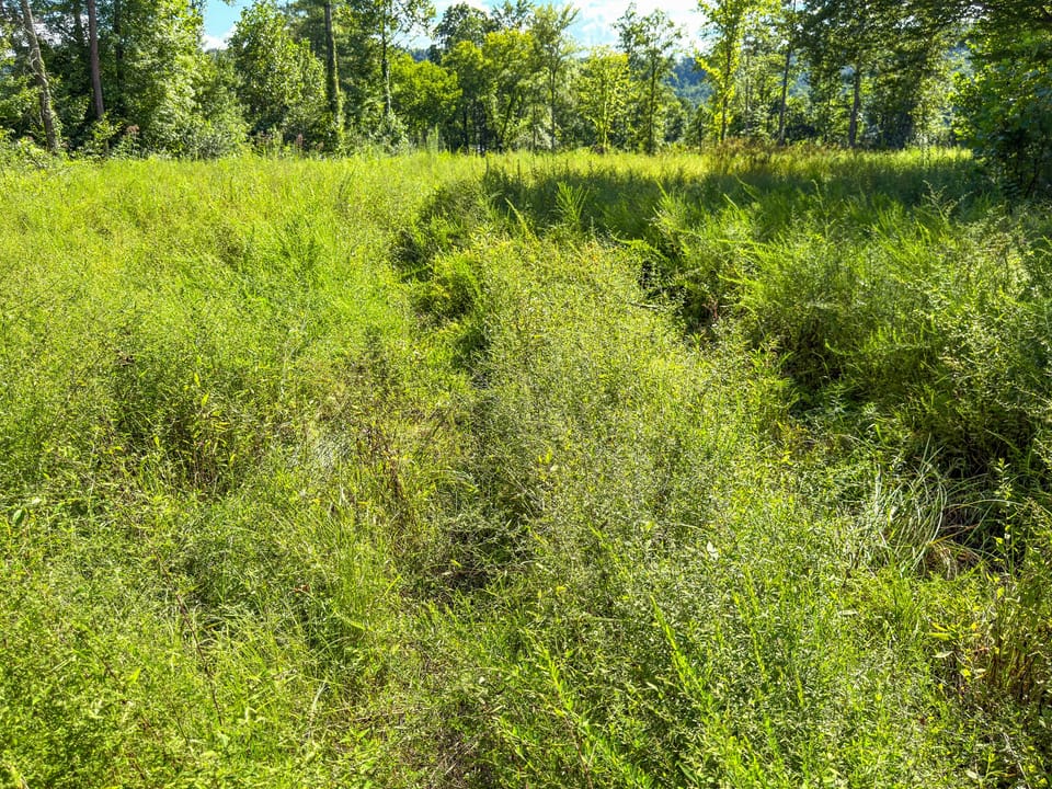 Buffalo Road Property