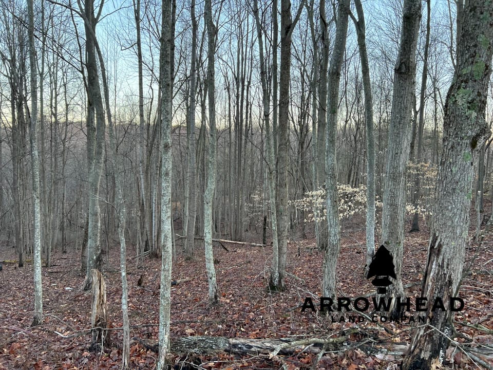 Beautiful Property in Big Buck Country With Possible Build Site.