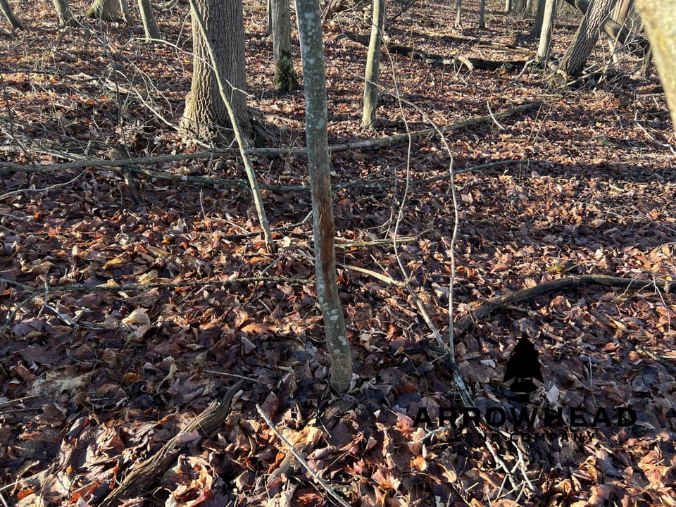Beautiful Property in Big Buck Country With Possible Build Site.