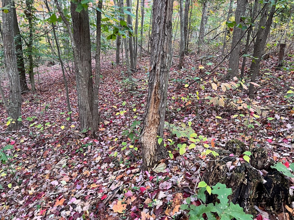 Beautiful Property in Big Buck Country With Possible Build Site.