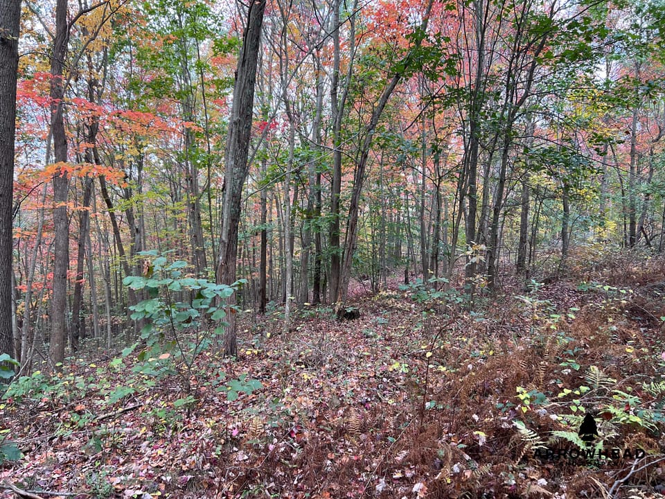Beautiful Property in Big Buck Country With Possible Build Site.