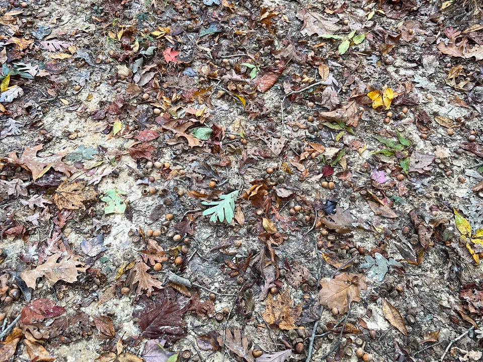 Beautiful Property in Big Buck Country With Possible Build Site.