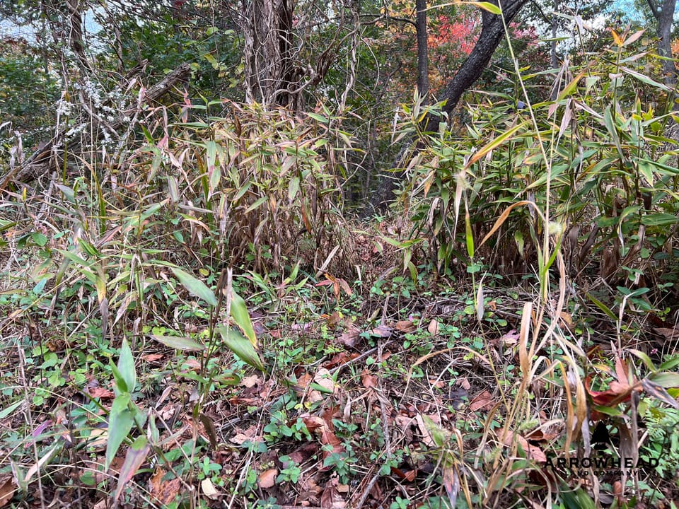 Beautiful Property in Big Buck Country With Possible Build Site.