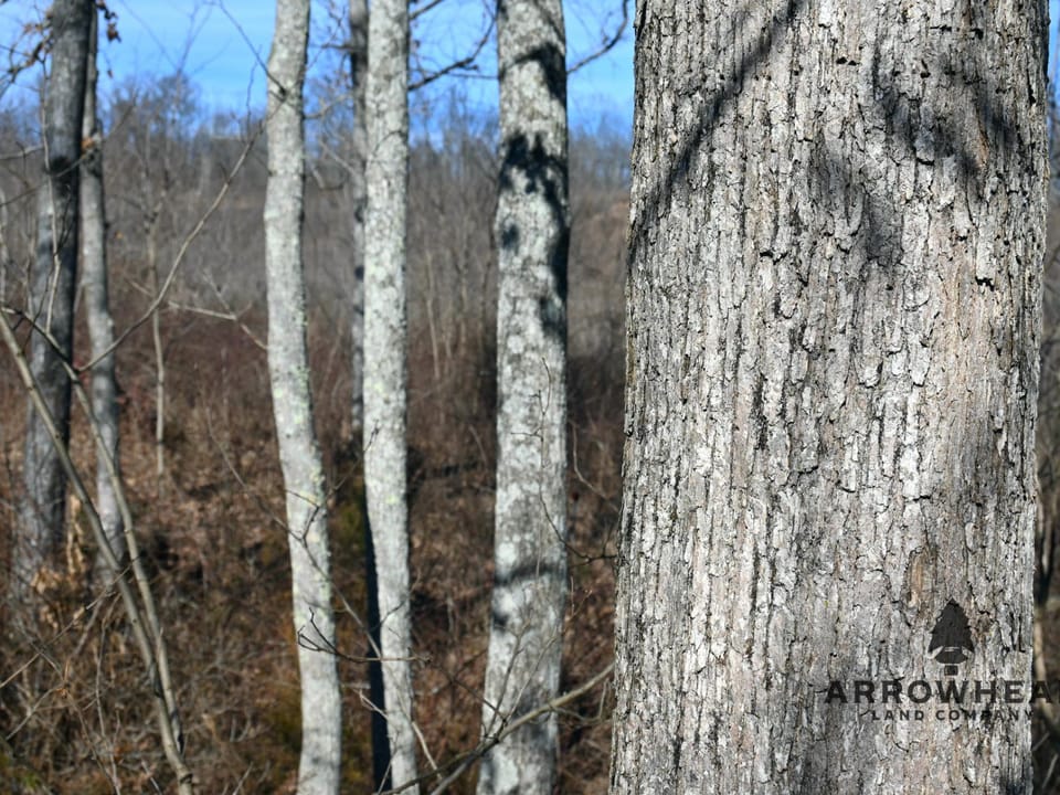 Investment, Farming, and Hunting Land!