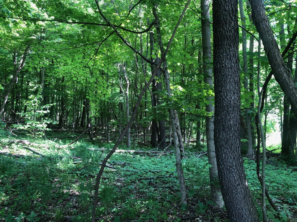 Wooded, Country-Living Build Site