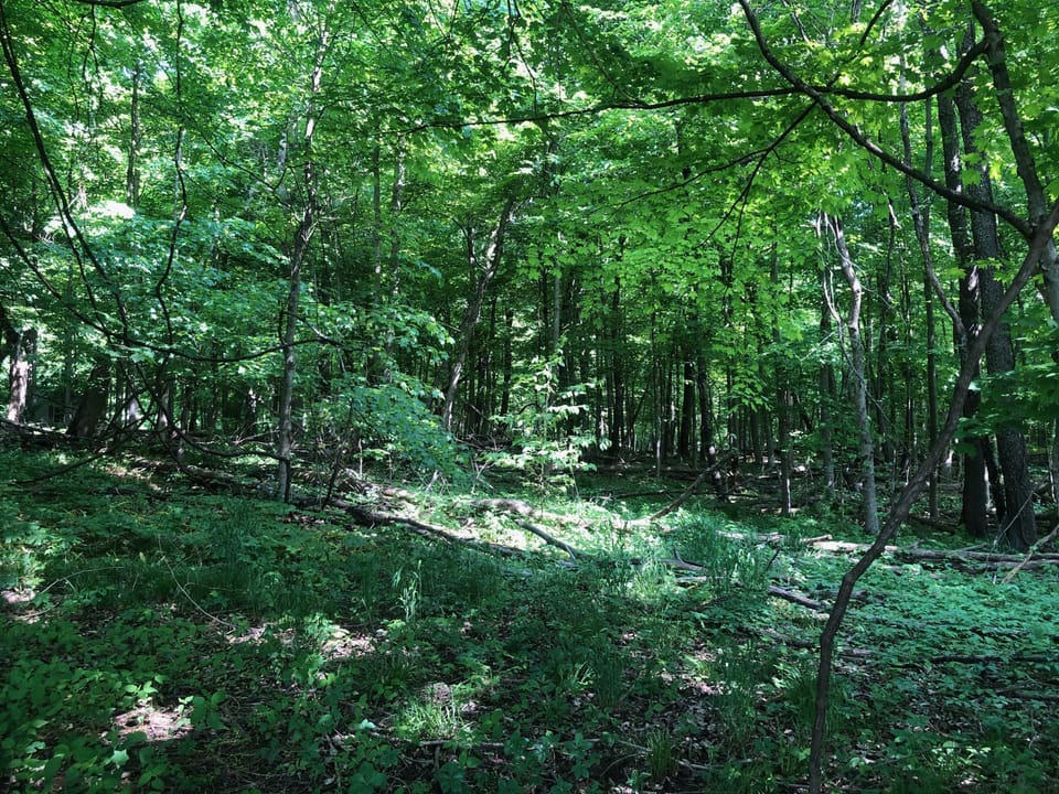 Wooded, Country-Living Build Site