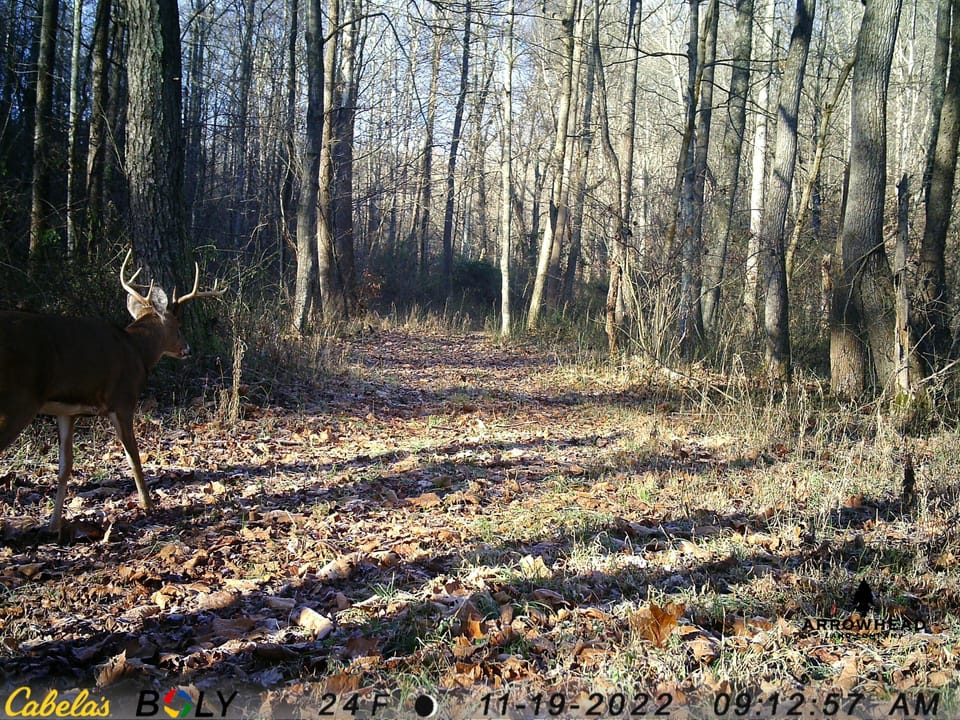 Wooded Paradise