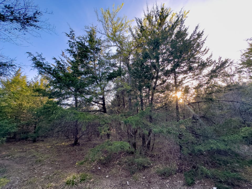 Tall Pines Hunting With Cabin