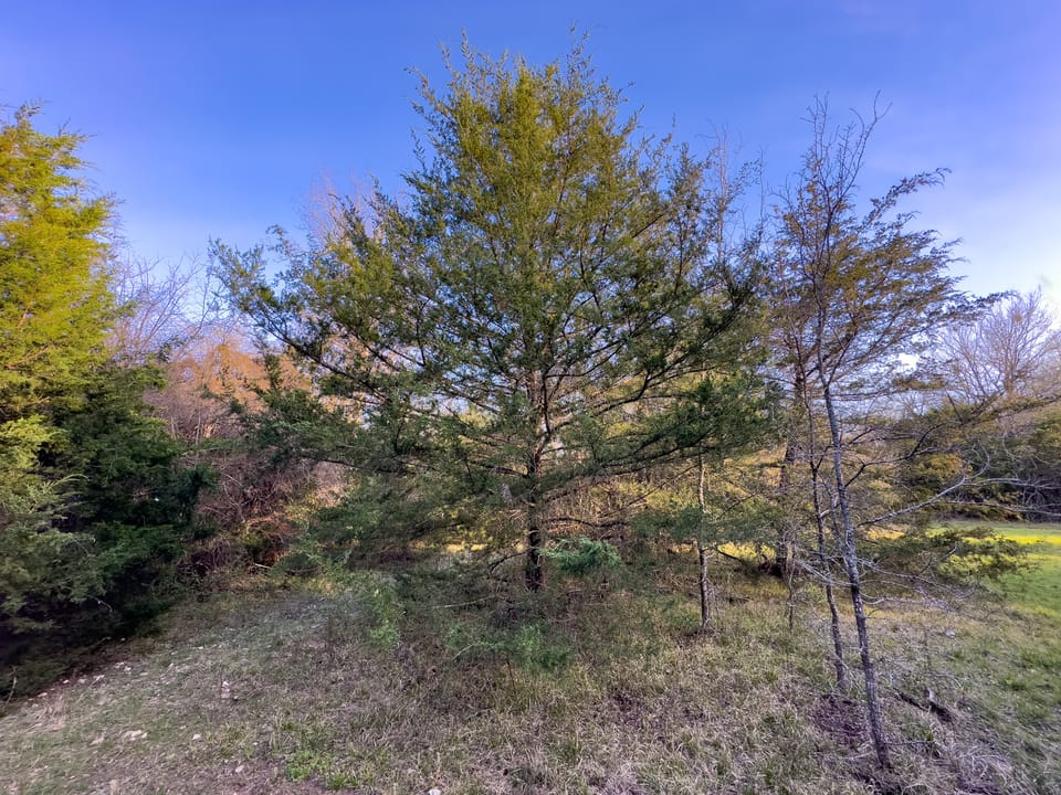 Tall Pines Hunting With Cabin