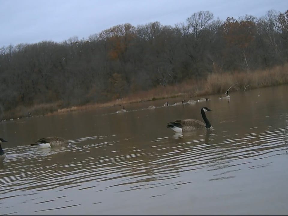 Duck Roost Ranch