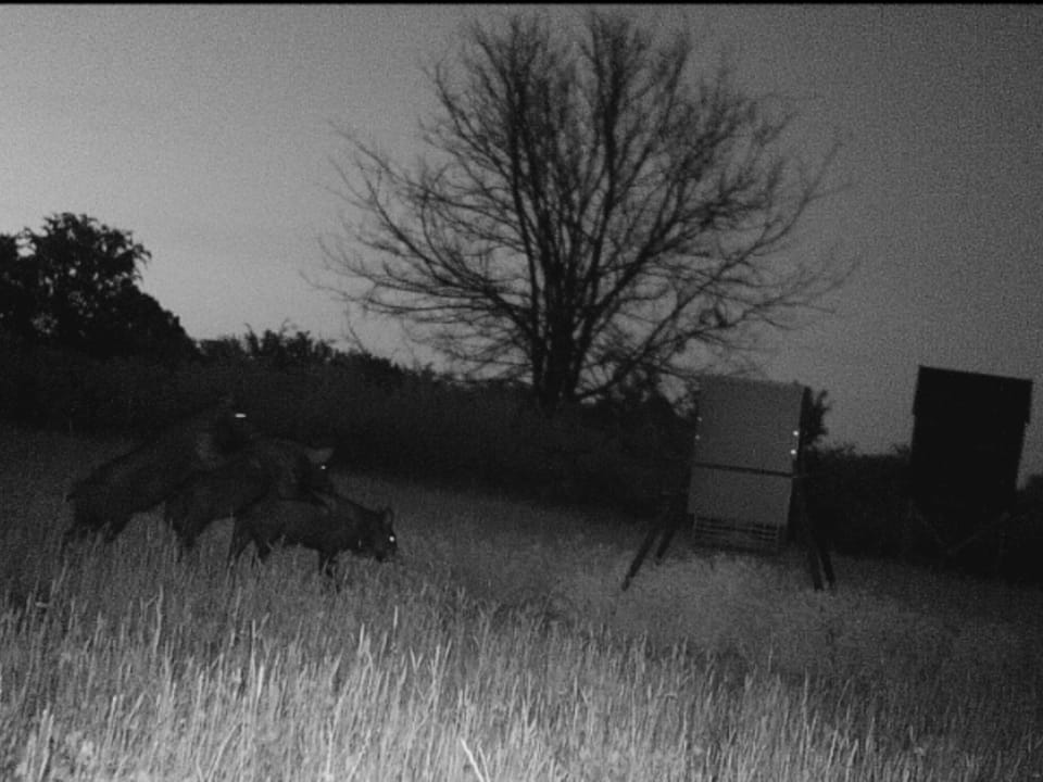 Duck Roost Ranch