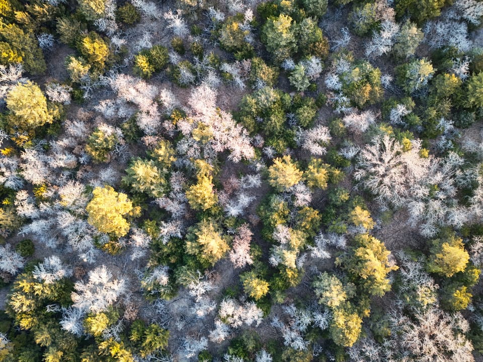 Sandy Cedar Hunting Farm