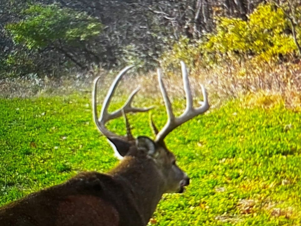 Trail Cam 7