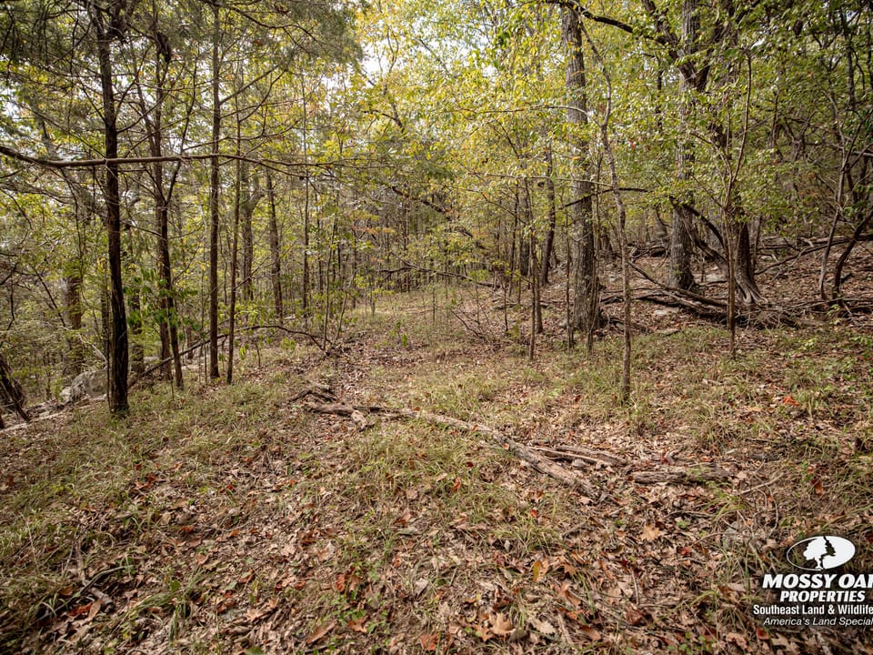 Gurley 40 Acres 17