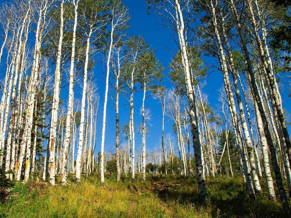 Aspen Glades Ranch Property Hero 2